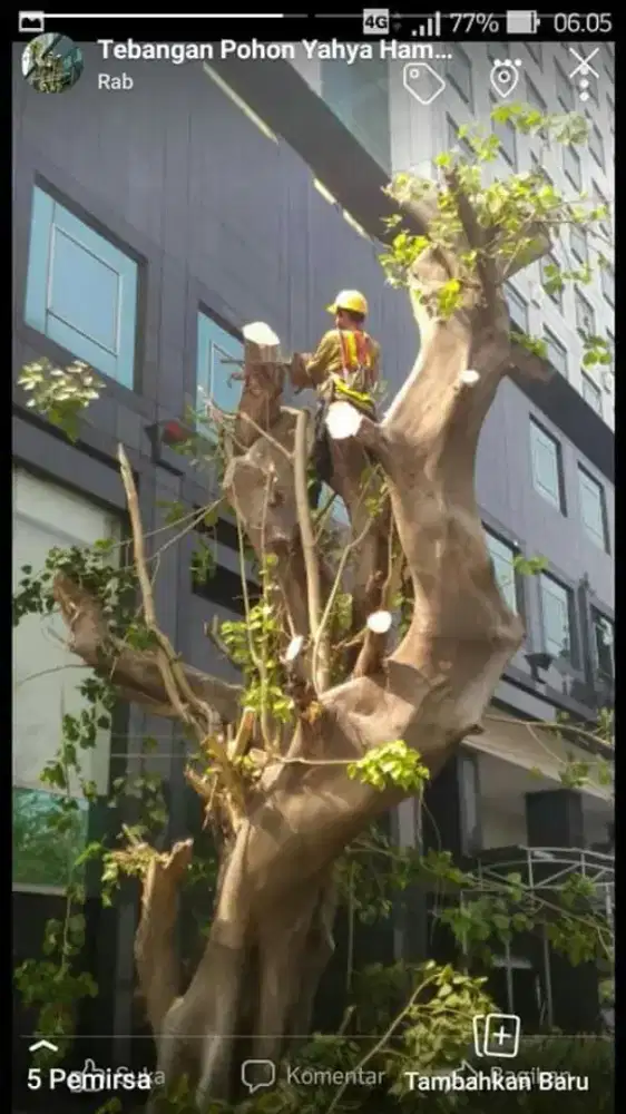 JASA TEBANG POHON & POTONG RUMPUT
