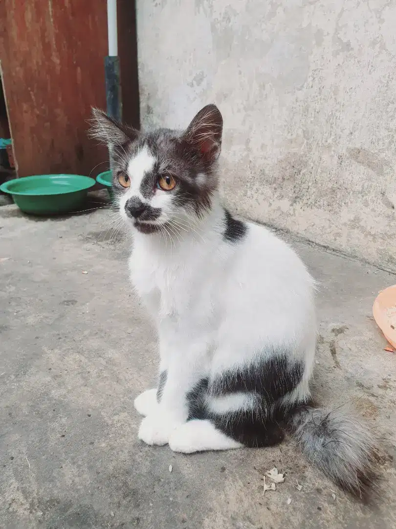 Kucing persia betina usia 4 bln jantan mandiri