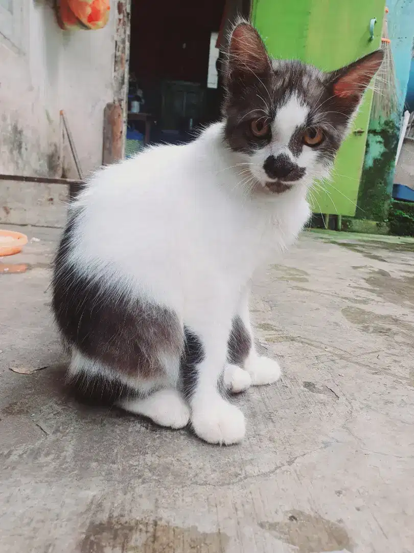 Kucing persia anggora jantan usia 4 bln sehat lucu