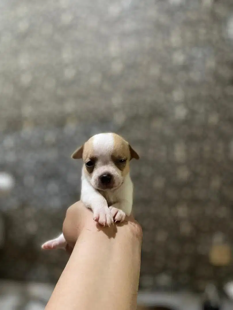 Puppy Chihuahua