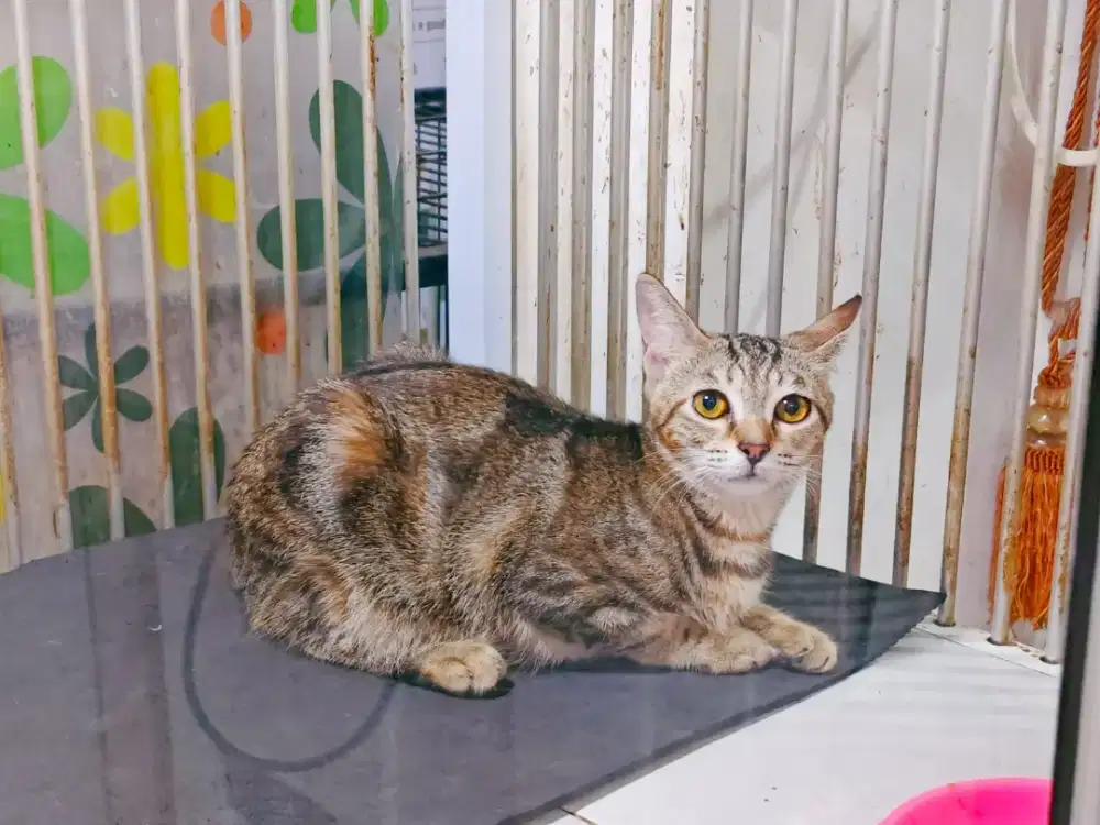 Kitten Shorthair Betina