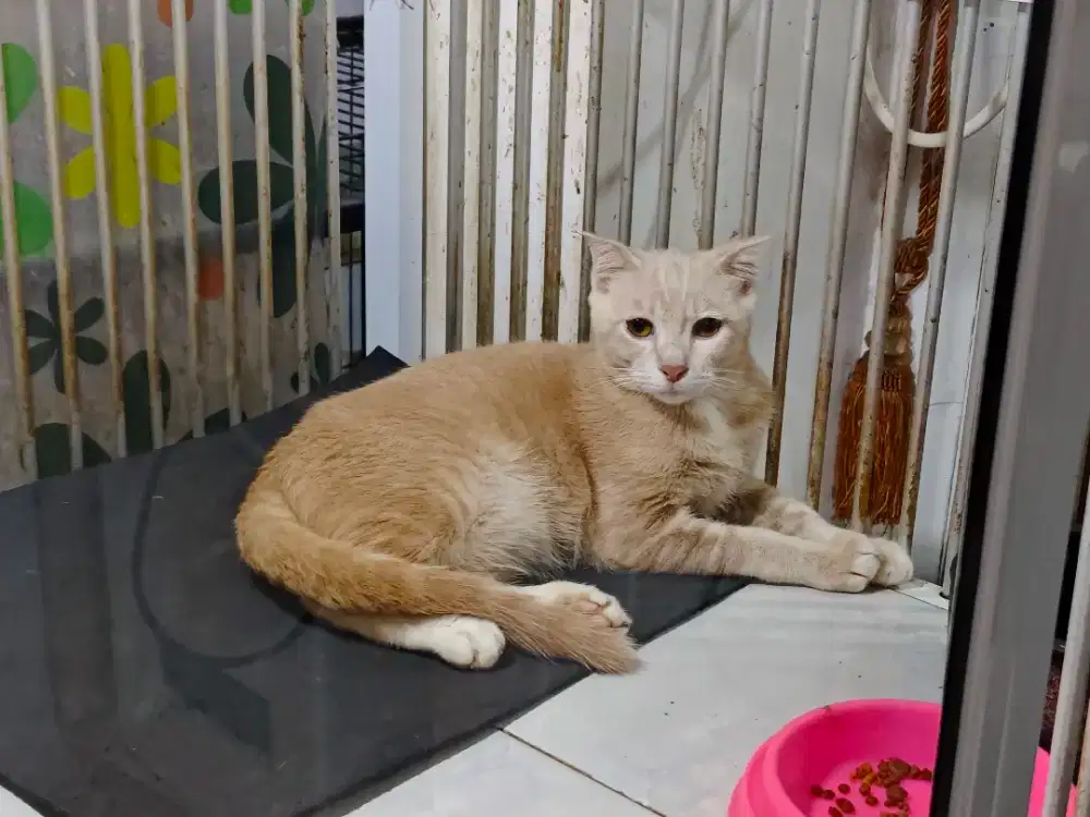 Kitten Shorthair Jantan