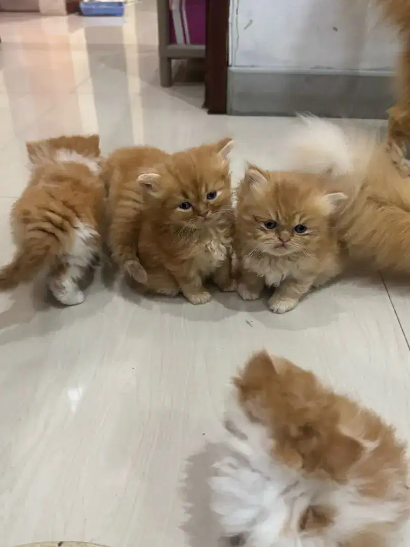 Addopt Kucing Jual Per Ekor