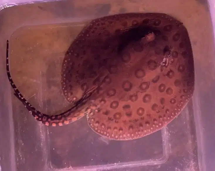 Ikan hias predator motoro