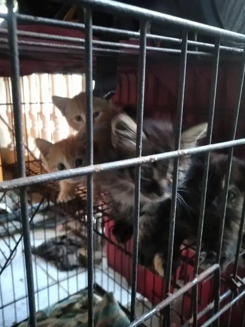 Jual anak kucing 2 ekor