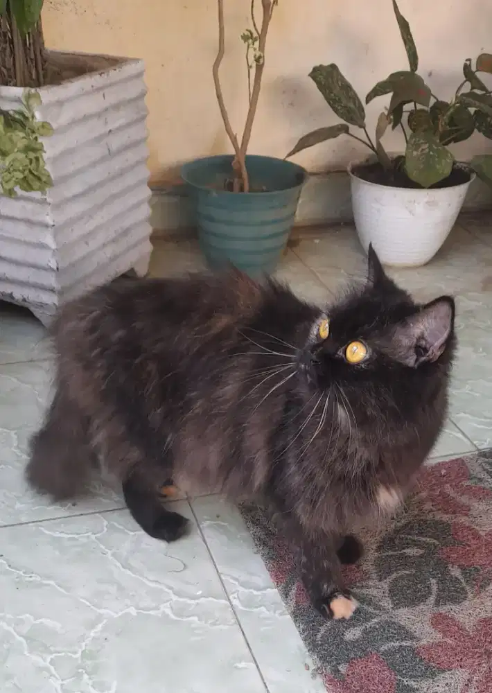 Kucing persia betina 2 ekor