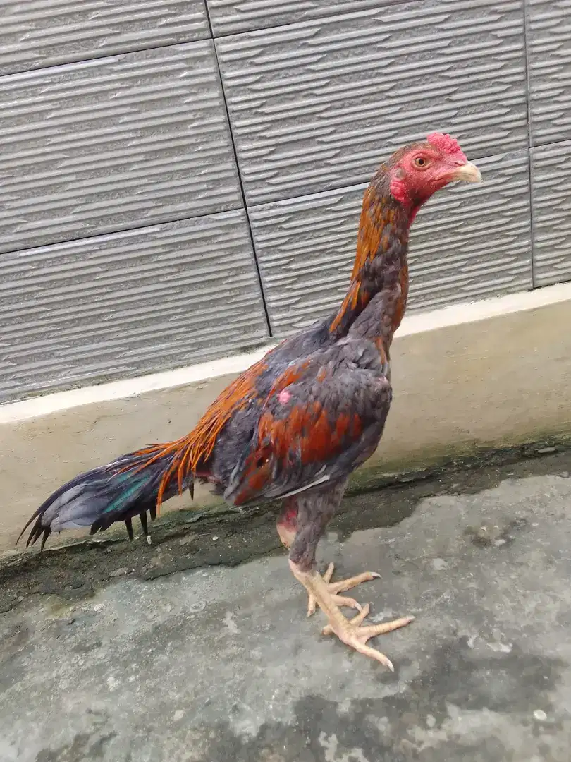 AYAM JENIS BK MUDA WARNA KLAU API