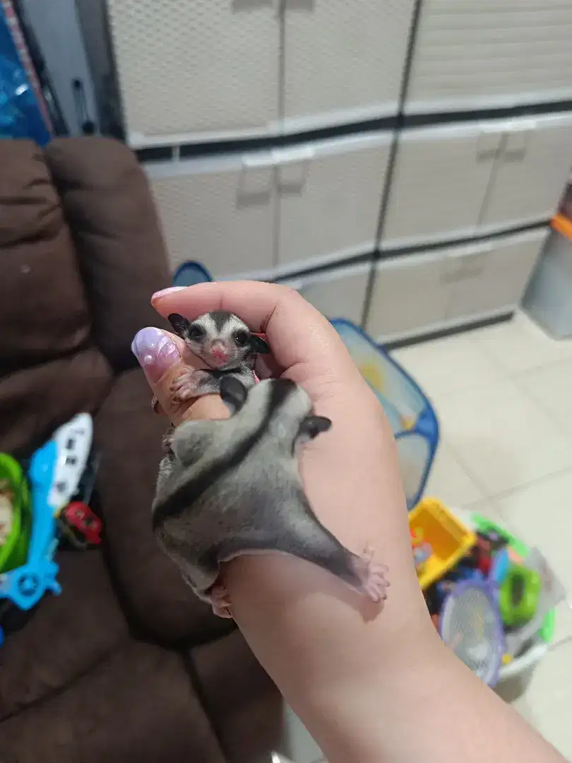 Sugar Glider Joey umur 1,5 bulan