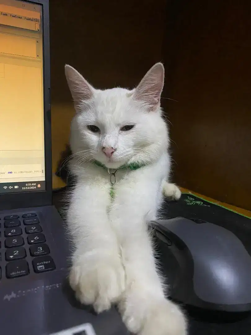 KUCING EKOR PENDEK