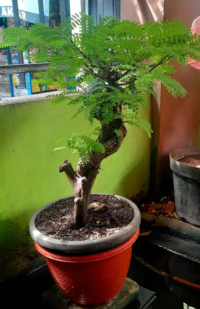 Jual Bonsai Asem Jawa