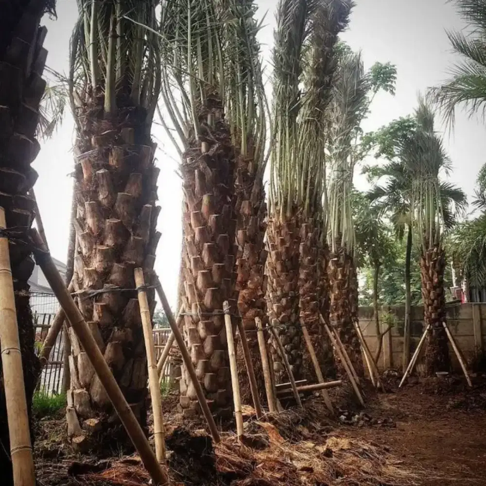 Puhun korma pohon pelindung dll #66