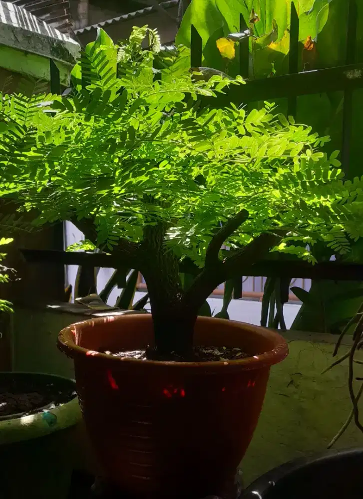 Jual Bonsai Asem Jawa