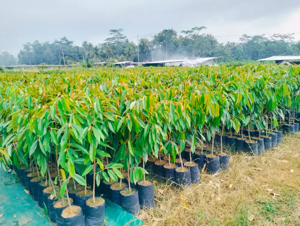 Bibit durian musangking 1m pot 25