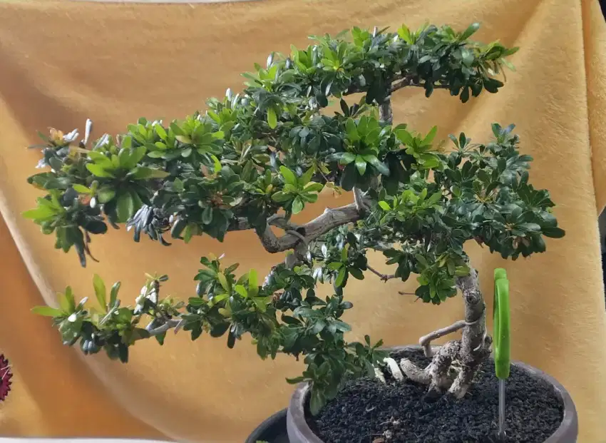 Bonsai Bucida rawatan
