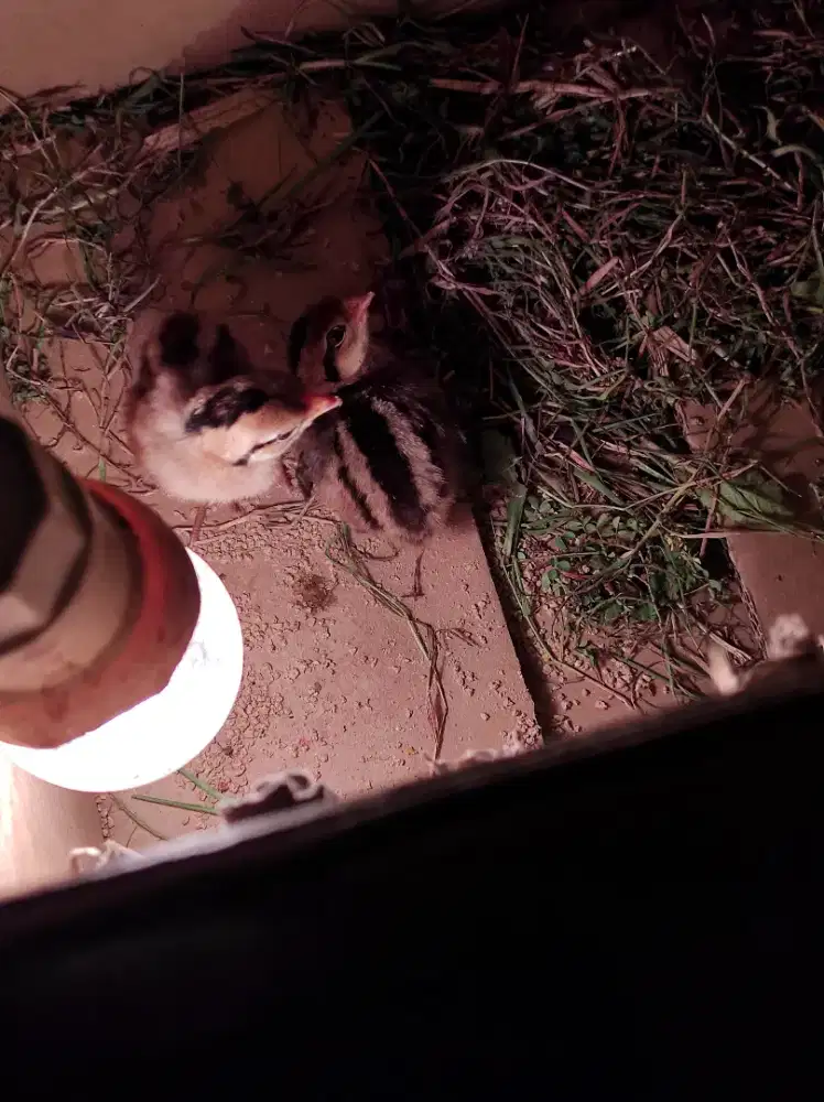 Ayam hutan hijau anak