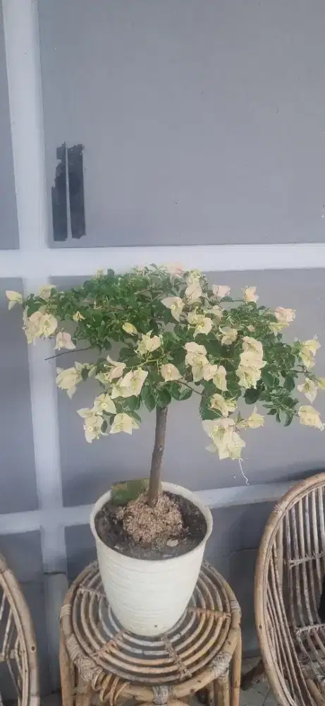 Bougenville sakura tiger