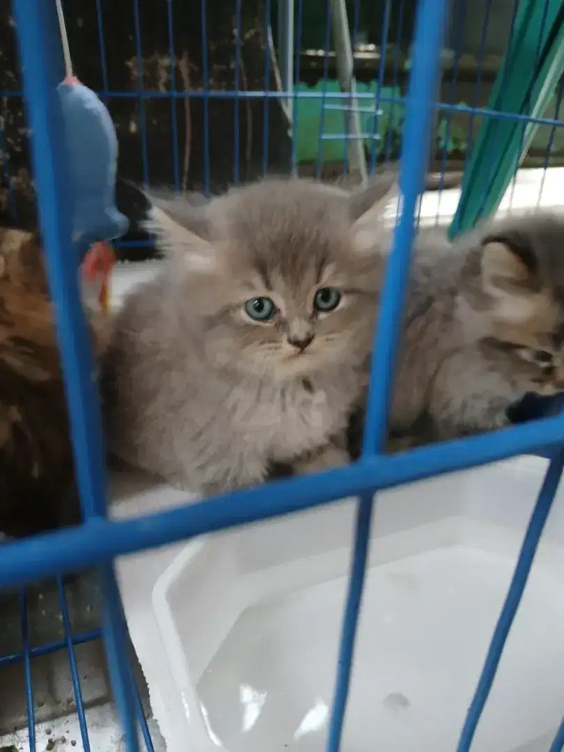Open adopsi anak kucing persia umur 2 bulan