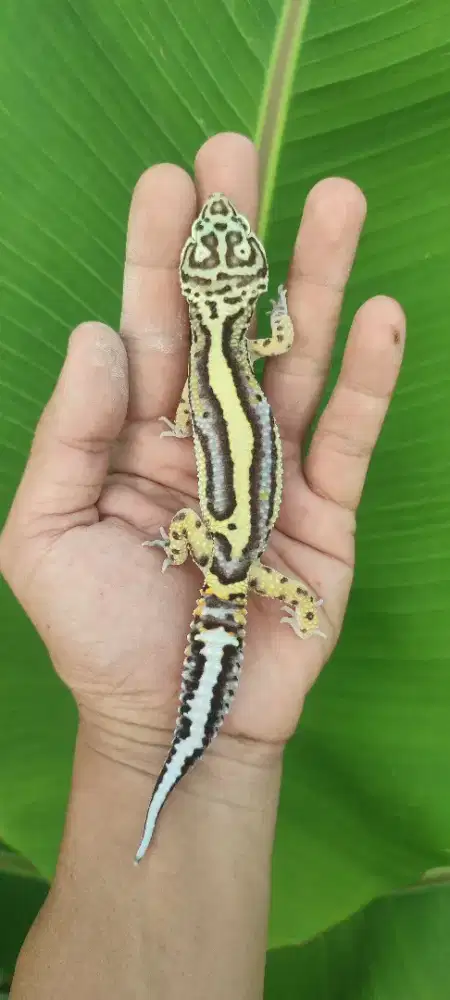 Gecko ,(Oscar oasis)