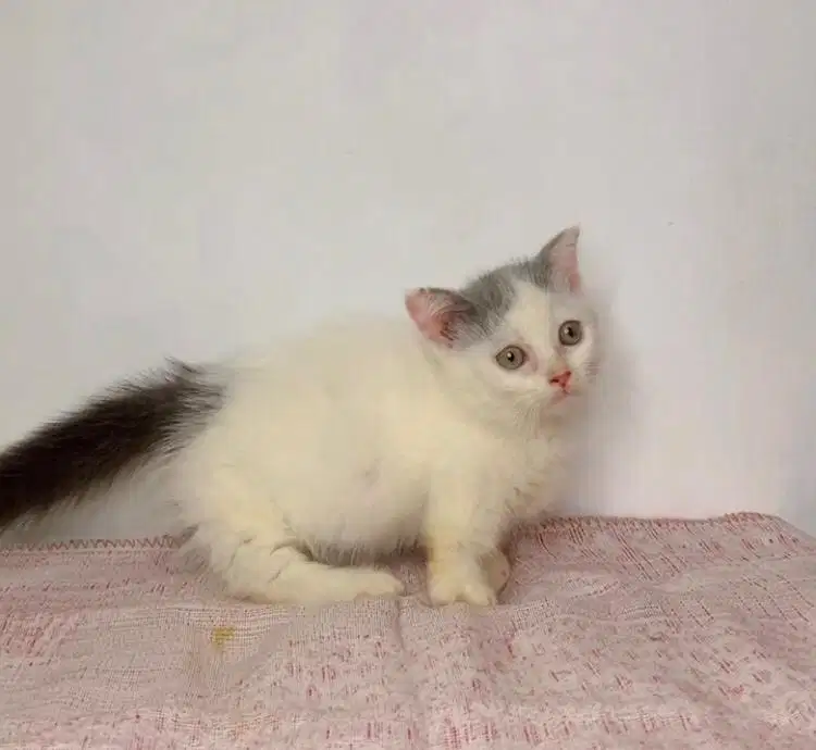 Kucing gaelic fold munchkin super cebol