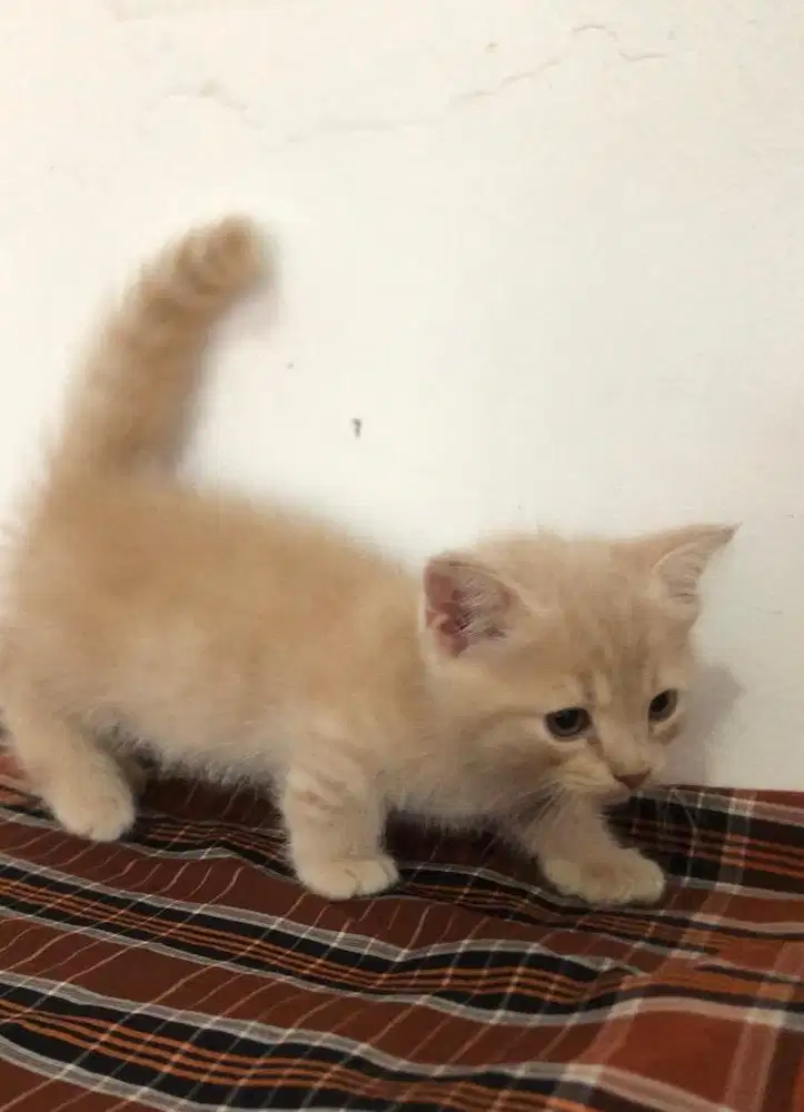 Kucing bsh munchkin super cebol