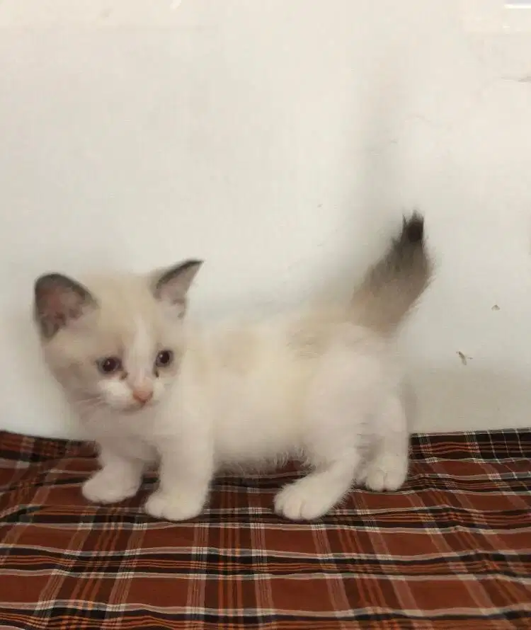 Kucing bsh munchkin jantan