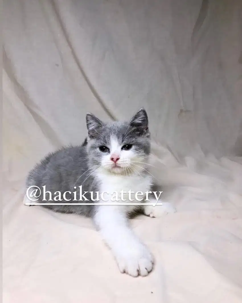Kucing british shorthair