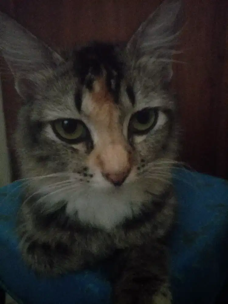 KUCING LEPAS RAWAT MAJIKAN BARU.