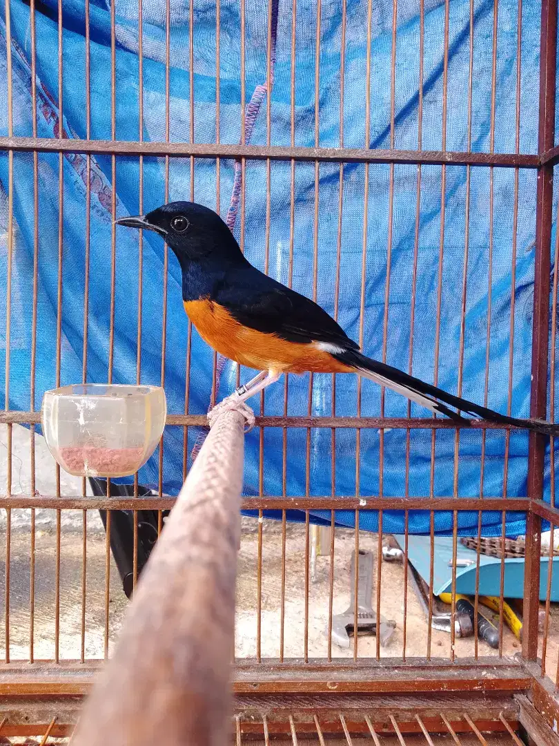 Murai batu medan mulus bulu baru beres TT boleh
