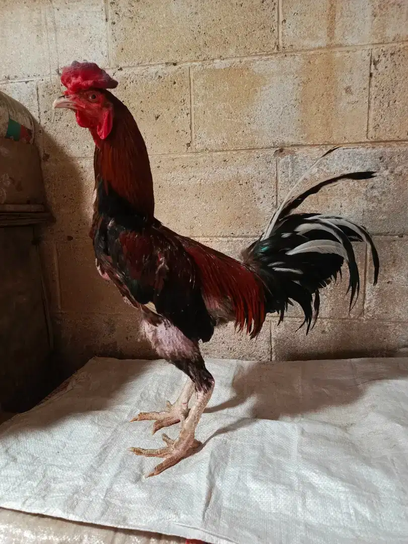 Ayam Bangkok Full Ubed