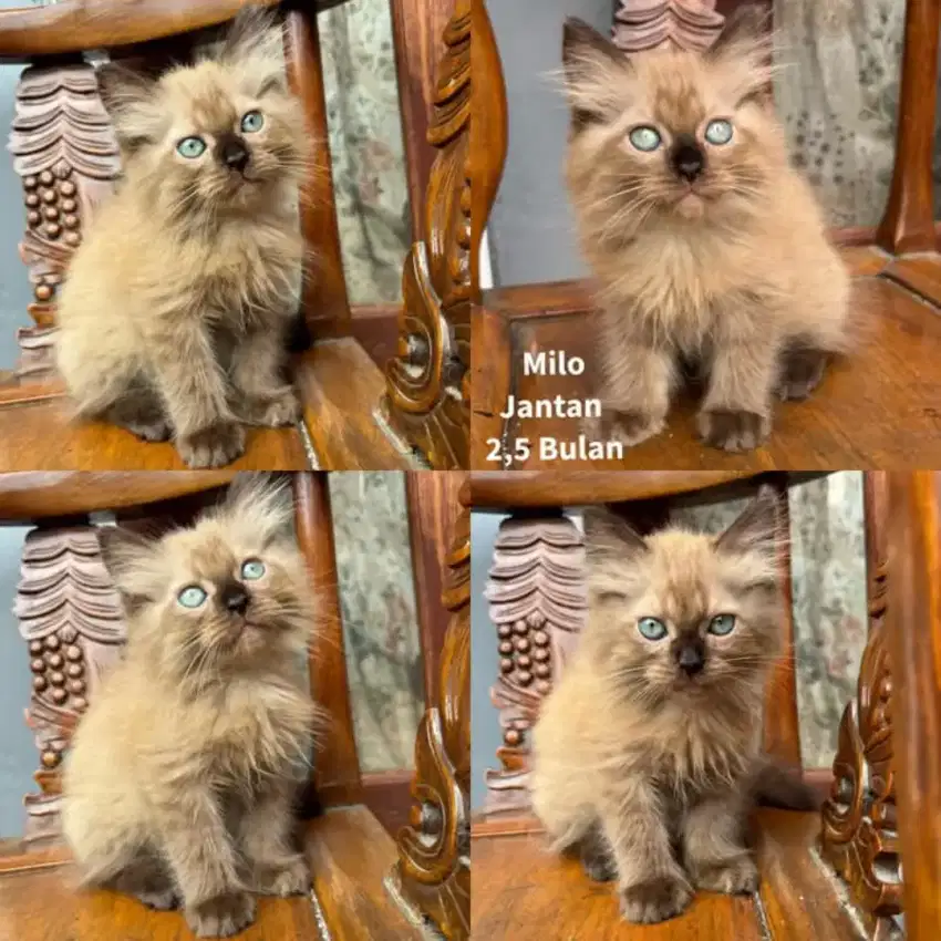 Kucing Kitten Jantan
