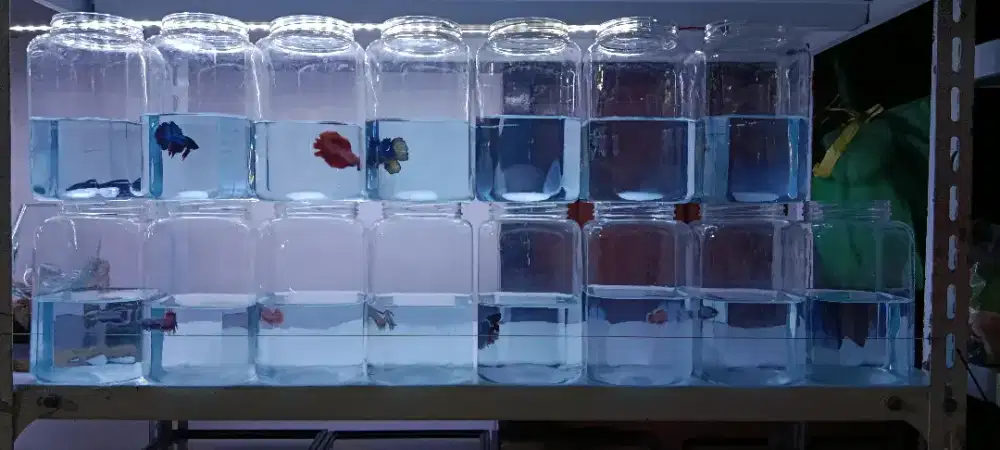 Ikan cupang halfmoon