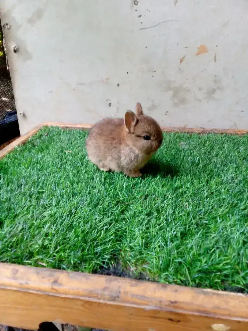 Kelinci hias Netherland dwarft