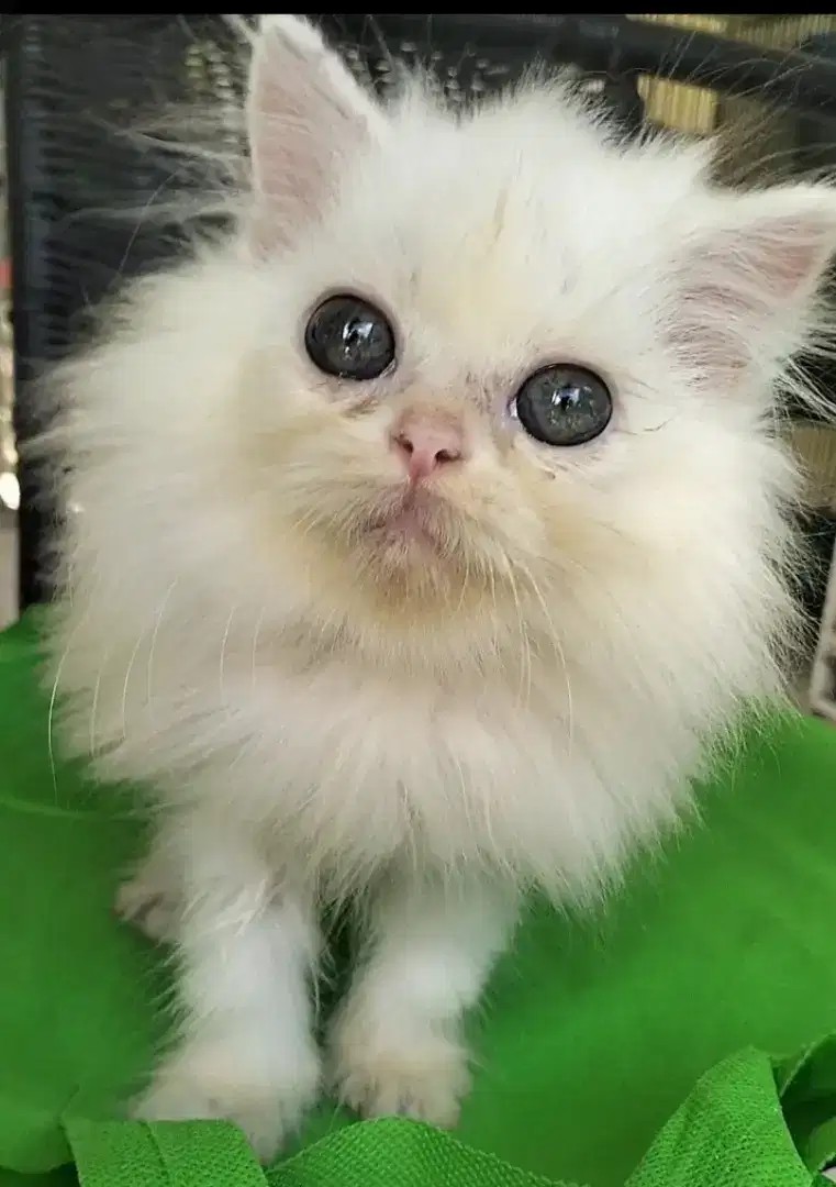 Persia  Flatnose Jantan