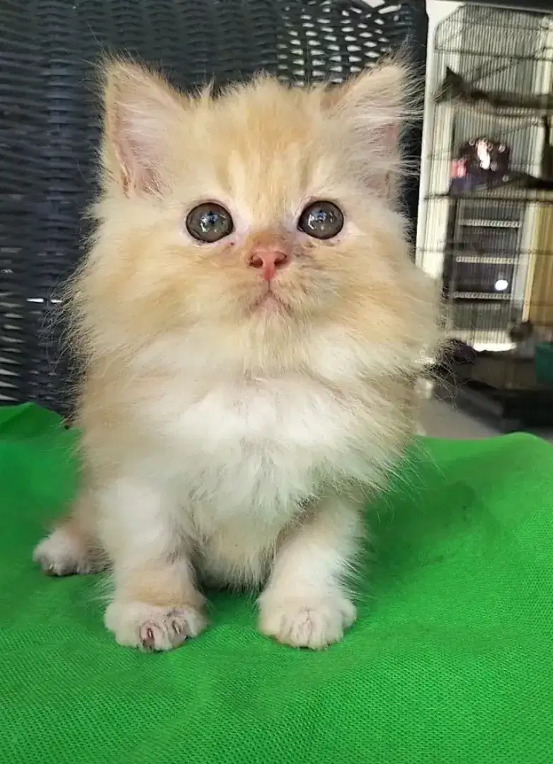 Persia Flatnose Jantan