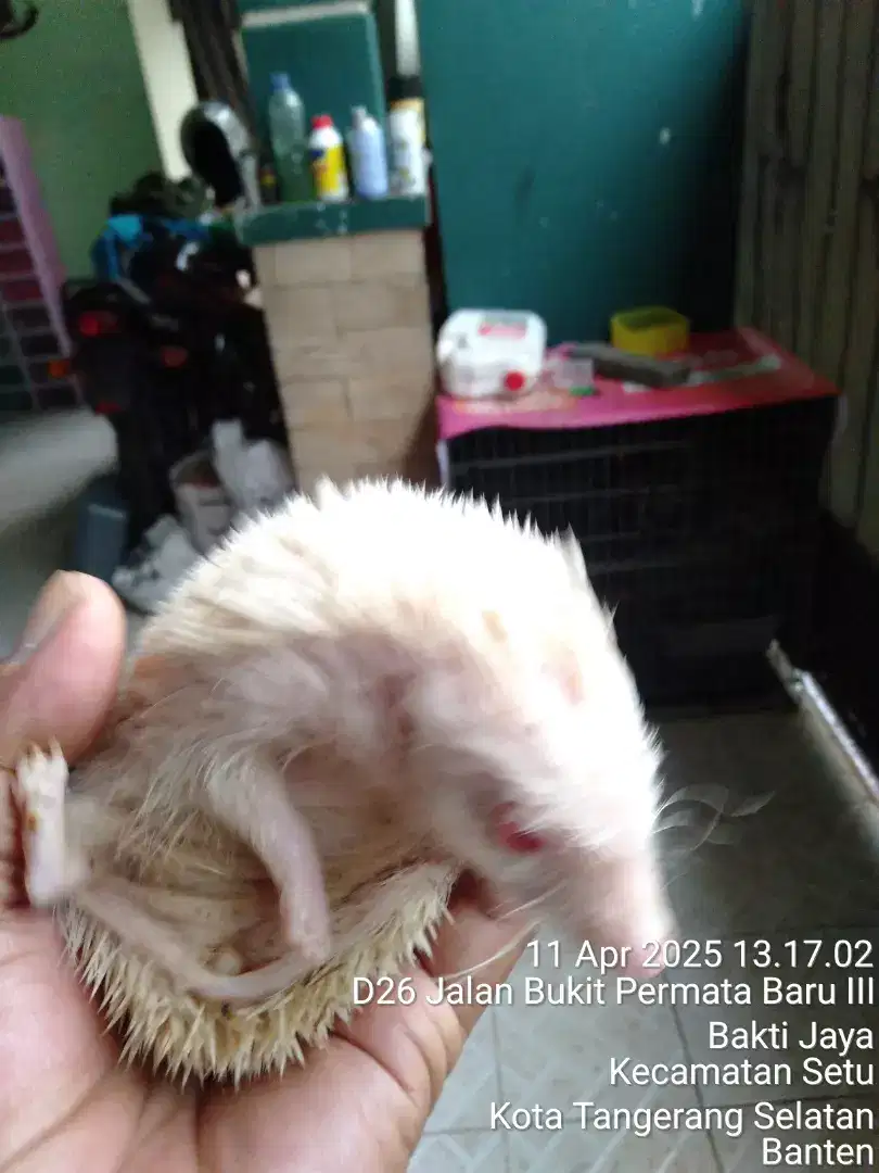 Landak mini Albino