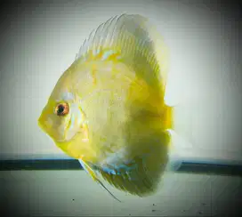Discus Blue Mozaik 3 inch up