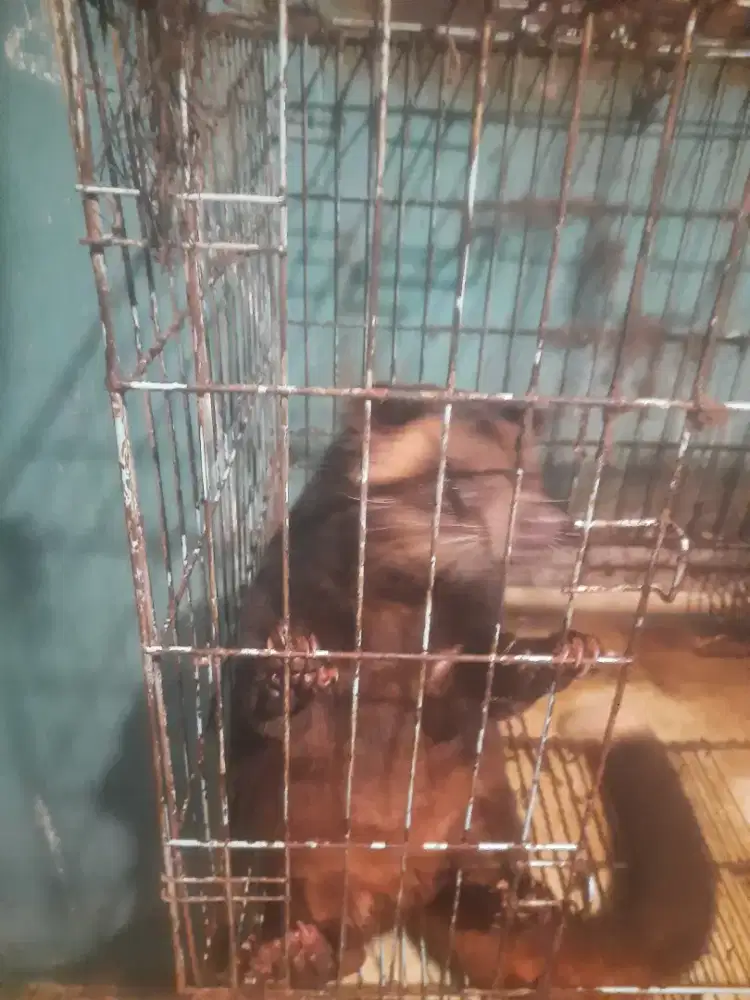 Dijual musang bulan