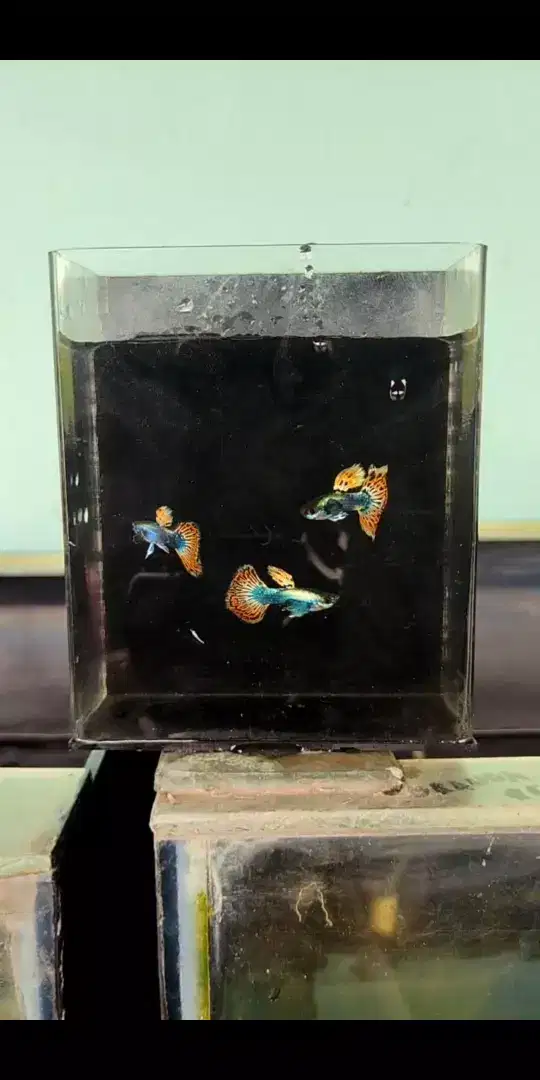 Guppy PRMBE Perpasang