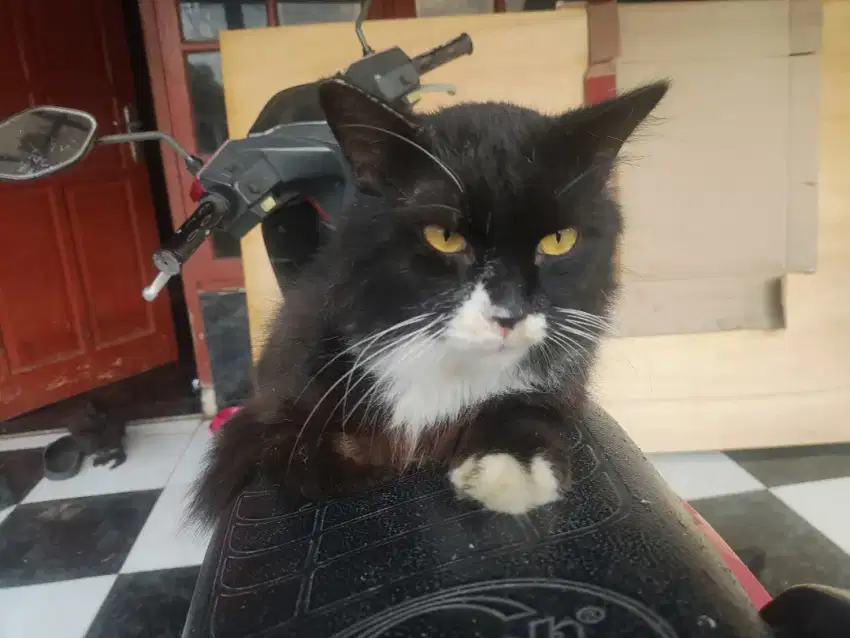 Kucing buku tebal: untuk yang mau serius adopt