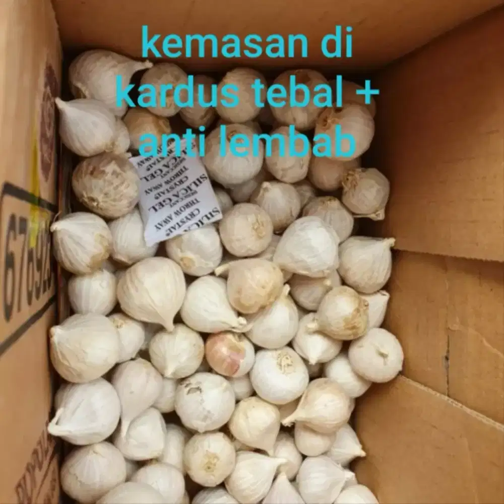 Bawang Tunggal Putih asli import 1kg