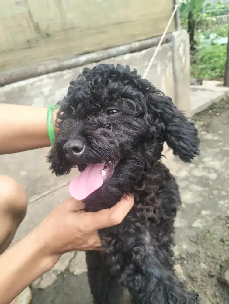 Poodle betina umur   1thun 3bulan