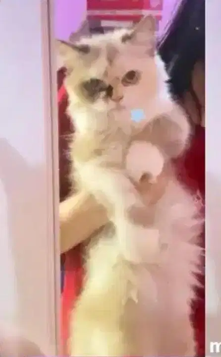Kitten persia flatnose bigbone