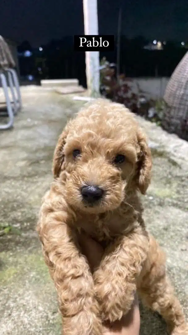 Toy Poodle 3 Jantan
