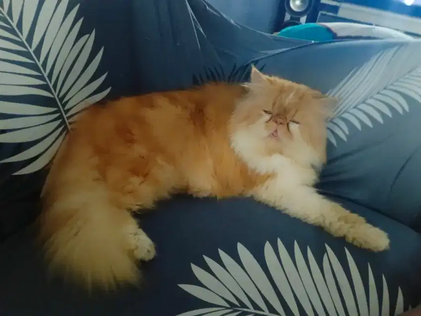 Peaknose jantan