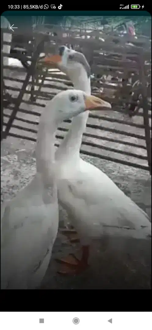 sepasang angsa soang