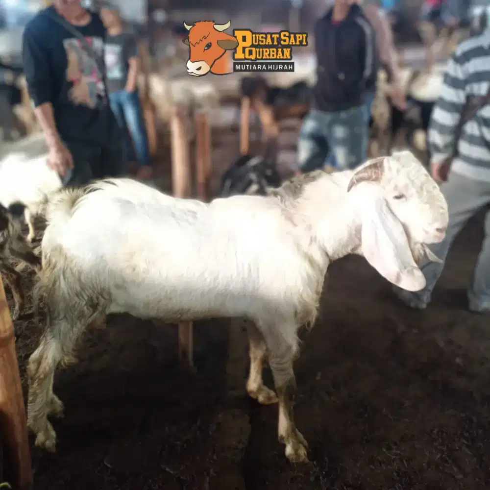 Kambing Qurban Kirim Hidup Jabodetabek