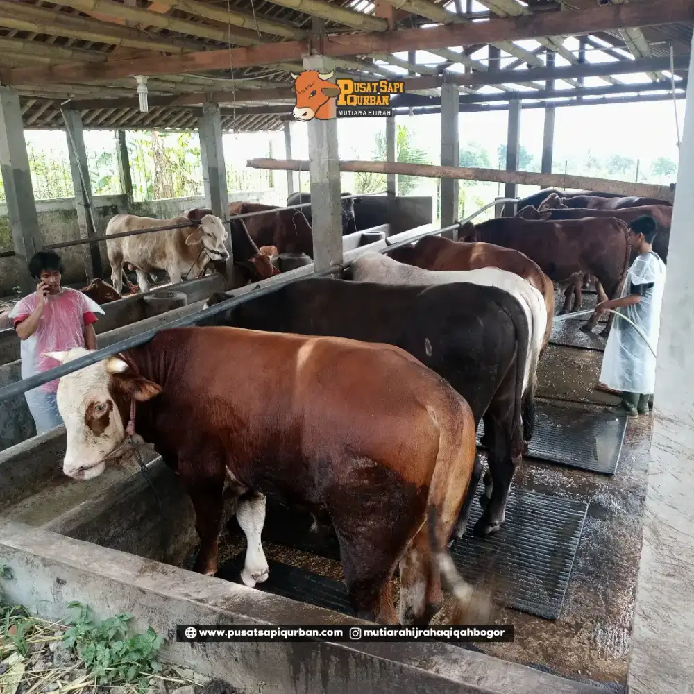 Sapi Qurban Limosin, Pegon, Bali,Kupang dan Ongole PO Kirim Hidup