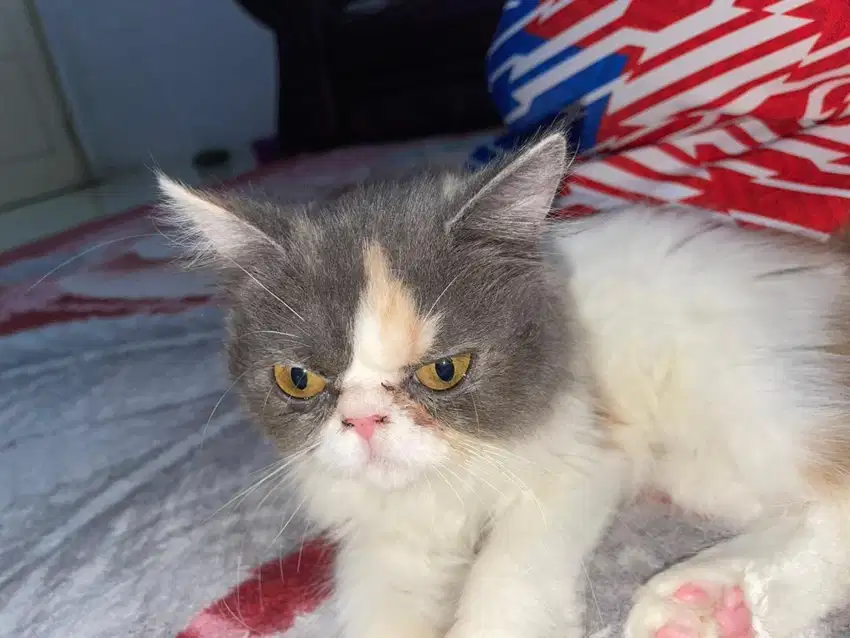 Kucing flat nose