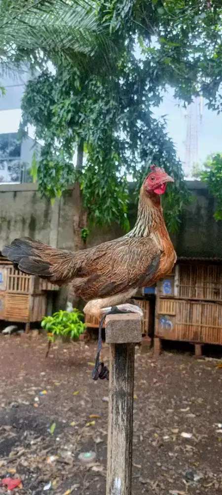 Ayam ketawa betina