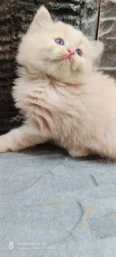 Kucing Persia flatnose peaknose kitten bulu kapas lebat super gimbul